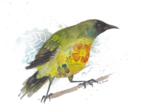 Korimako - NZ Bellbird