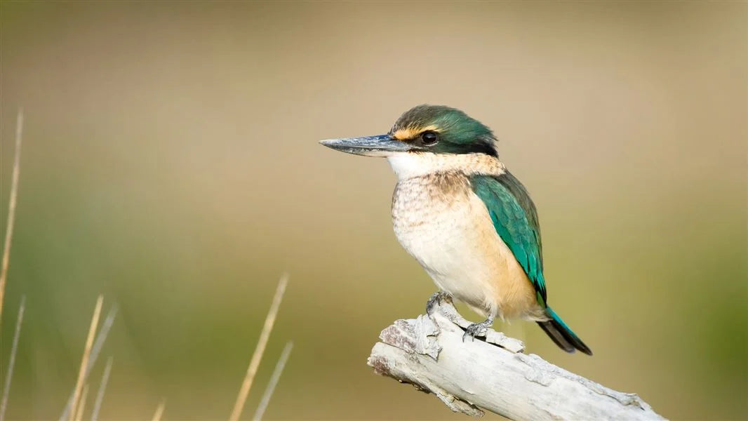 Exploring the Kotare: New Zealand's Enchanting Kingfisher